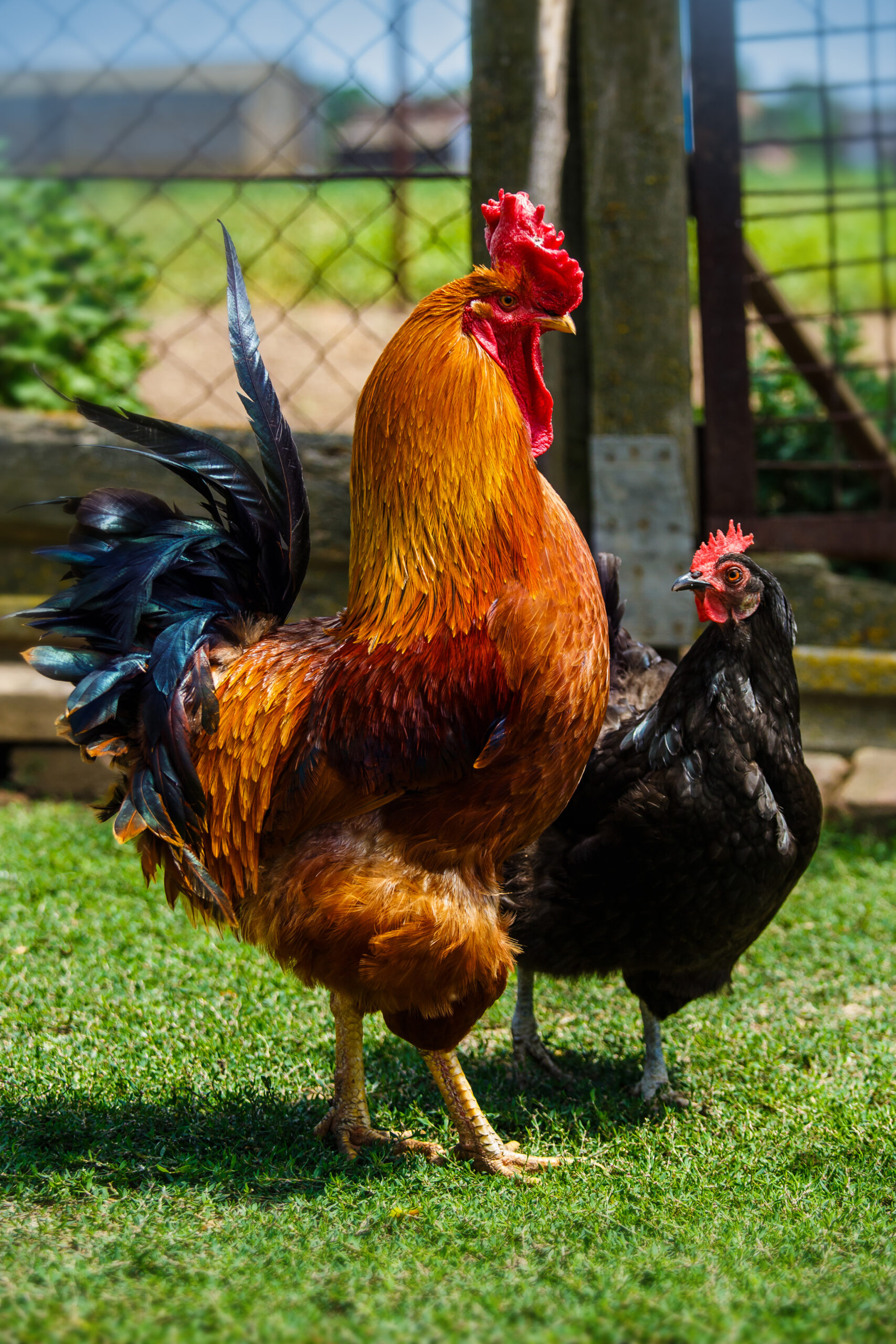 Farm Animals