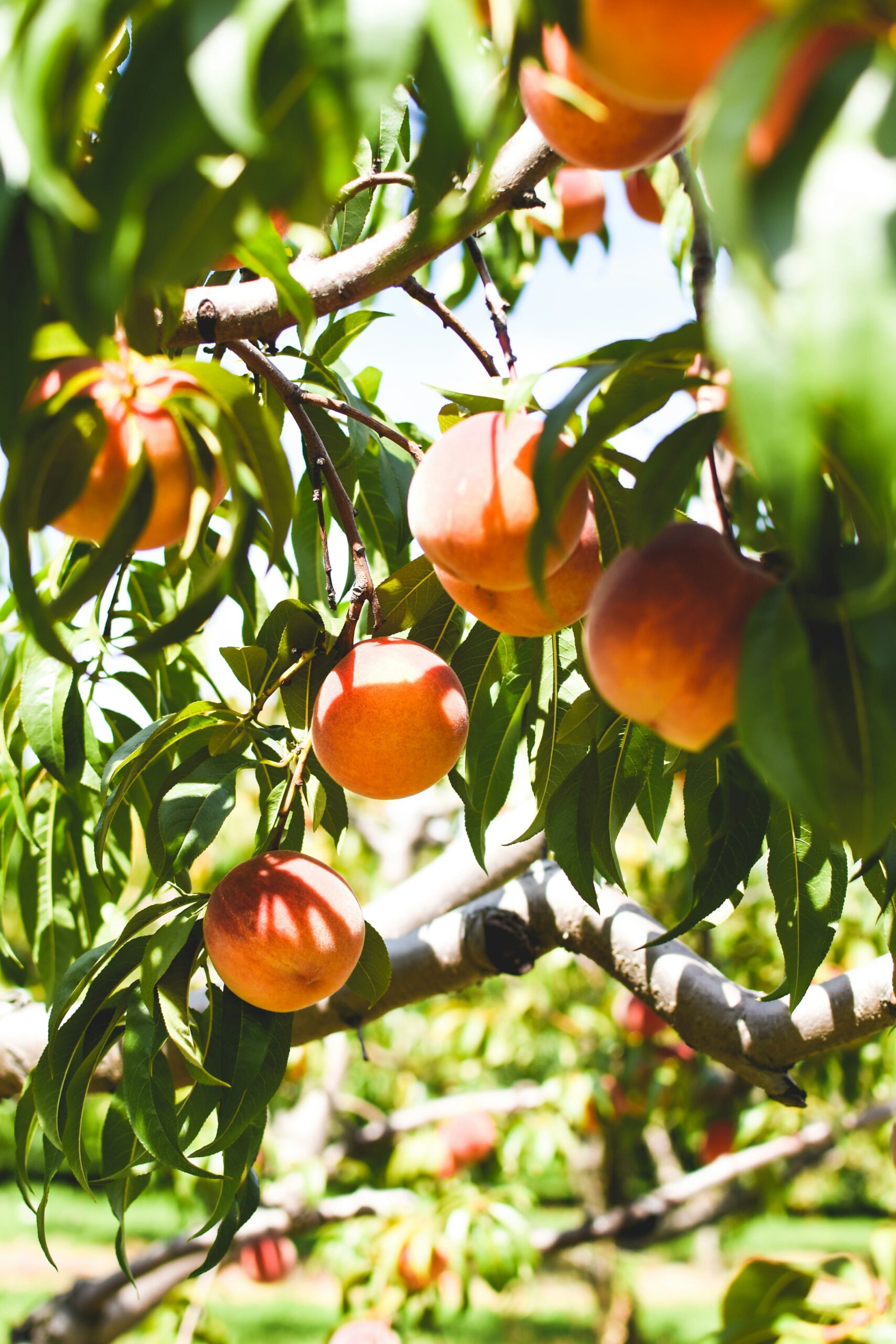 Fruit Orchards